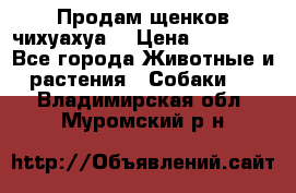 Продам щенков чихуахуа  › Цена ­ 10 000 - Все города Животные и растения » Собаки   . Владимирская обл.,Муромский р-н